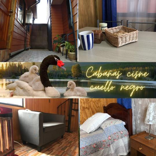 Cabanas Cisne Cuello Negro Appartamento Valdivia Esterno foto